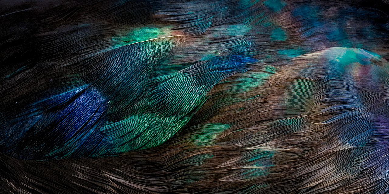 Mallard Texture